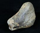 Partial Struthiomimus Metatarsal (Toe) Bone #3835-3